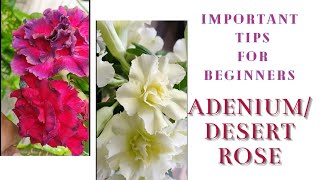 AdeniumDesert Rose plant care  Dos and Donts [upl. by Tezzil]