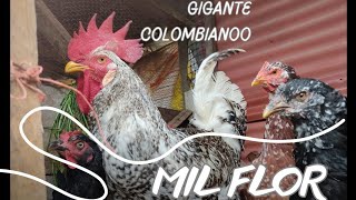 Gallina Mil Flor Gigante Colombiano 🌷🌸🌺 [upl. by Lavina]