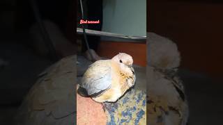 Birdshorts love birds trendingshorts shotviralvideo [upl. by Etem750]