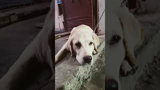 Aise bhole Bankar baithe dog labrador youtubeshorts doglover [upl. by Einnij]