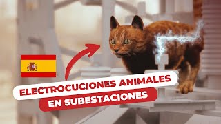 ¿Cómo se electrocutan los animales en las subestaciones [upl. by Tiloine]