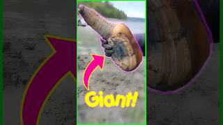 Found Giant Geoducks Siphon Sticking Above The Sand 😳 shorts [upl. by Naerda]