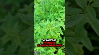 ¡Propiedades y beneficios de la verbena Plantas [upl. by Ahsinert721]