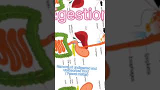 What is egestion  Egestion egestion ytshorts biology [upl. by Marisa541]