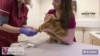 Intravenous catheter placement in a cat [upl. by Khano921]