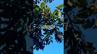 Reetha tree 🌳 nature viralshort youtubeshorts [upl. by Eillam]