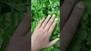 Latest gold finger ring designnewgold earringdesign goldstyle jewellery fashion gold [upl. by Etaner413]