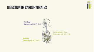 IGCSE Biology Revision  Part 2  Human Digestive Enzymes [upl. by Archambault484]