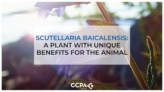 Scutellaria Baicalensis a plant with unique benefits for the animal [upl. by Bathelda283]