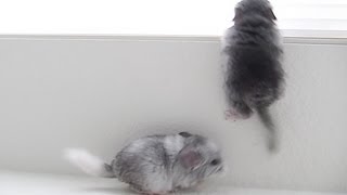 Baby Jumping Chinchillas [upl. by Ariana]