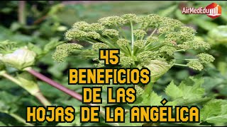 45 Beneficios de las hojas de ANGÉLICA o Angelica archangelica [upl. by Beverlee400]