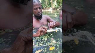 Fishing time fishing bigcarpfish fish commoncarp freshwaterfish fishcutting bigcarp bigfish [upl. by Accebar]