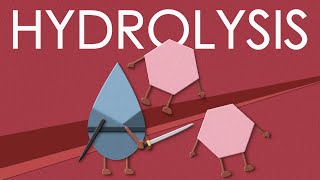 Hydrolysis of carbohydrates [upl. by Alain]