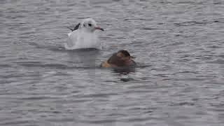 Little Grebes shadowed by BlackHeaded Gulls [upl. by Nealson192]