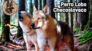 Perro Lobo Checoslovaco Historia y Evolución 🇸🇰  Cap22 Razas del Mundo [upl. by Aushoj]