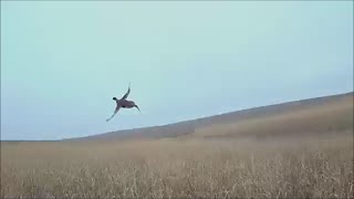 Hunting Pheasants on the 2023 Iowa deer opener  Small Munsterlander [upl. by Ahsac]