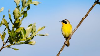 Spring Songbirds in 4K 7 Hours of Beautiful Bird Scenes amp Sounds for Relaxation Study Sleep UHD [upl. by Pacifa656]