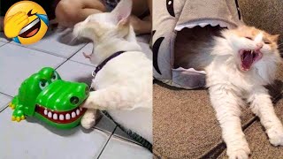 Funniest Cats Videos That Will Make You Laugh 😂 Best Funny Cats Videos Of 2023 😅😹 [upl. by Hahnke]