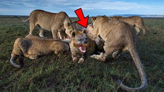 The lion hunted a pregnant hyena and ate it alive in kruger national park  latest sightings [upl. by Yelsew]