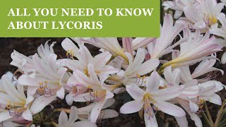 Surprise Lilies  All You Need to Know About Lycoris Surprise Lily Hurricane Lily Spider Lily [upl. by Zacherie]