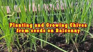 Planting and Growing chives from seeds [upl. by Anelec365]