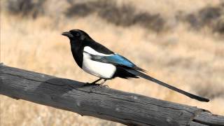 Bird Tube  Black billed Magpie Pica hudsonia Singing [upl. by Verda781]