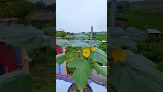 Meet the Rare Uncarina Grandidieri GardeningCommunity UniquePlants PlantCare [upl. by Anelec590]