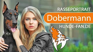 ► Dobermann 2018 Rasse Aussehen amp Charakter [upl. by Hareema]