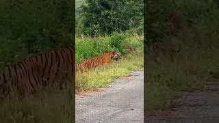 tiger dekha karib se sourav bhai ne😔😔😔🐅 travel souravjoshivlogs vlog explorefeed [upl. by Limbert]