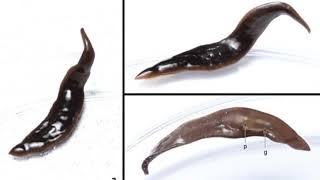 New species of predatory flatworms according to new research [upl. by Noreik]