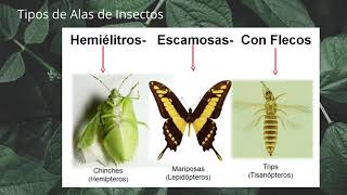 Introducción a la Entomología Clase 1 Morfología [upl. by Eniluap]