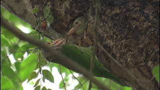 Lineated barbet  Parent feeding baby [upl. by Dnomsed]