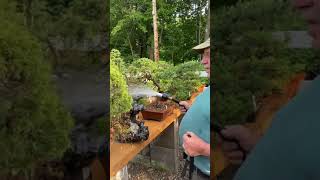 Watering bonsai trees when its hot outside shorts [upl. by Zenitram]