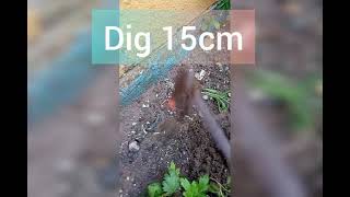 निर्गुंडी का पौधा कैसे उगाए। how to grow nirgundi plant  Nirgundiin  Simali ke patte  Sambhalu [upl. by Avat981]