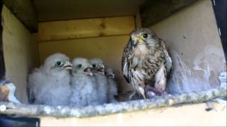 kestrels nesting [upl. by Ahsen159]