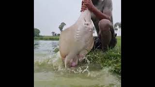 fish fishing video Mudmanfishing short video reels water river [upl. by Aaren]