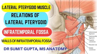 LATERAL PTERYGOID MUSCLE  INFRATEMPORAL FOSSA  Anatomy [upl. by Ayahc]