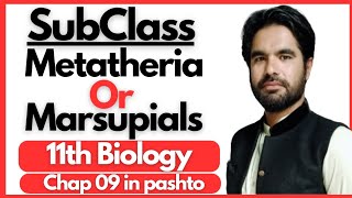 Subclass Metatheria or Marsupials in pashto  11th biology chapter 9  Diversity among animals [upl. by Georas214]