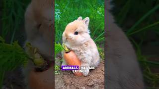 animals that are extinct in the wild as of 2024 shorts viral ytshorts youtubeshorts bnb [upl. by Ardnoet]