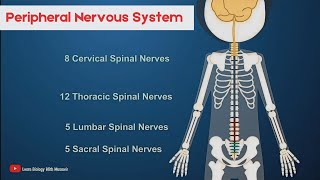 Peripheral Nervous System  Short intro [upl. by Ettener514]