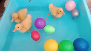 Cute duck cute duck swimming funny duck dancing funny ducklings funny animal world 19 [upl. by Ahsenek551]