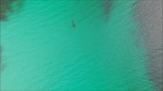 Great white shark Hyams Beach Jervis Bay baysideaerialimagescom [upl. by Iniffit]