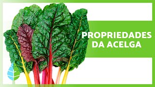 BENEFÍCIOS da ACELGA 🌱 Propriedades Usos e Contraindicações [upl. by Bigner]