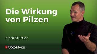 Faszination Pilz Könnten viele chronische Krankheiten geheilt werden  Naturmedizin  QS24 [upl. by Grenville124]