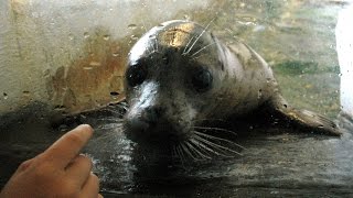 Feeding Harbor Seals at the Seaside Aquarium [upl. by Earazed446]