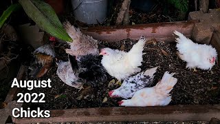 Old Flock Update on August 2022 Chicks 122022  My Seramas  Tiny Chickens  Miniature Chickens [upl. by Bale]