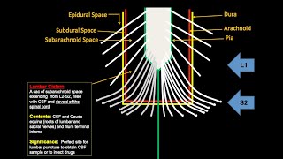 Anatomy of filum terminalis spinalcord spinalcordinjury meninges nervoussystem nerve [upl. by Bryon]