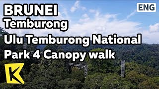 【K】Brunei TravelTemburong브루나이 여행템부롱울루 템부롱 국립공원 4 캐노피 워크Ulu Temburong National ParkCanopy walk [upl. by Mik]