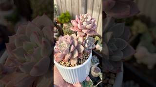 Graptoveria MarpinRose Queen graptoveria succulent succulentplant succulentobsession garden [upl. by Peder]