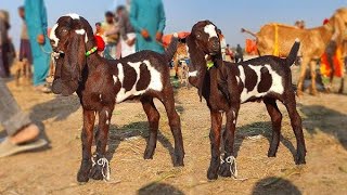 Aquality breeder bacche sale Whatsapp number 03186017389 BAHAWAL SHER Bakra TV beetlebakre [upl. by Lasser]